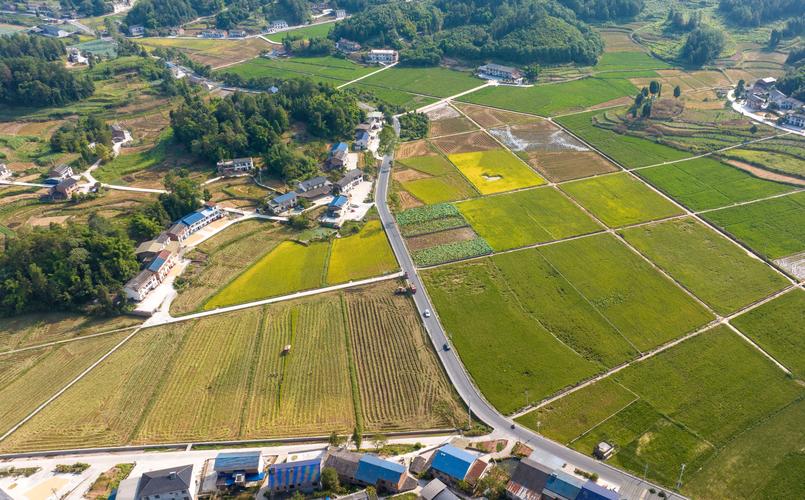 重庆稻田“飞防”出奇迹：无人机统防统治，亩产增近50公斤