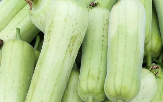 丝瓜怎么种全年结果？全年种植时间、选种技巧、肥水管理及病虫害防治详解