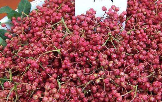 花椒种植技术详解：最佳种植时间与管理要点