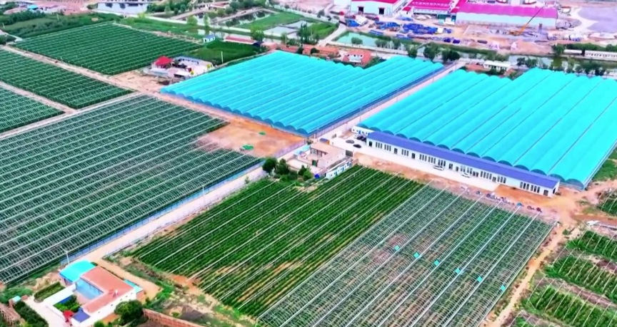 白银市计划 2025 年扩至 3 万亩芦笋规模，打造西北有影响力的产业集群