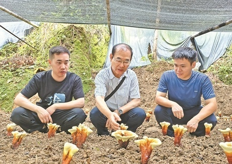 灌阳西山瑶族乡仿野生种灵芝 不砍树不施肥种出 “软黄金”