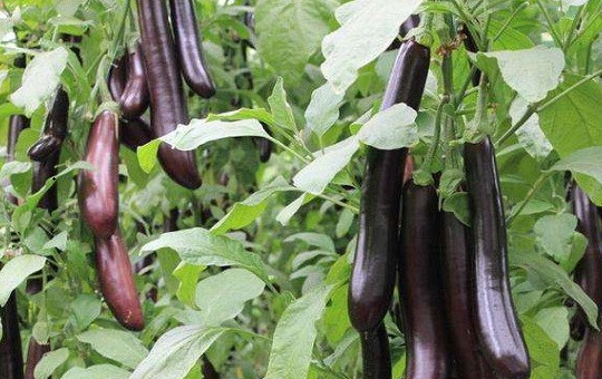 茄子怎么种高产？从育苗三件套、整地暗沟到整枝口诀及病虫害防治方法详解