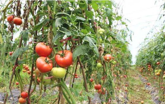 南北方番茄种植时间有门道 寿光 5 月下旬种 “金棚 1 号” 结 8 个红果