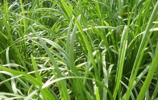 冬天种什么蔬菜？十大耐寒品种 低温耐受度 种植要点全解析