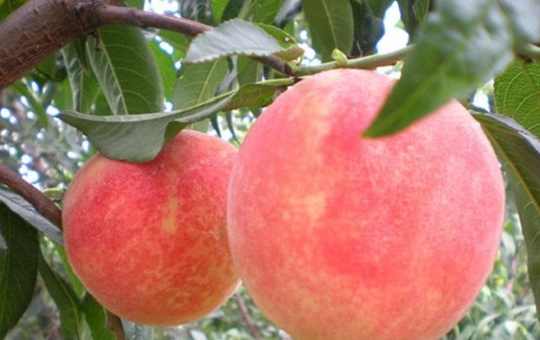 9 月桃树管理关键期：地面中耕除草 + 树体疏剪 助力营养积累与花芽分化