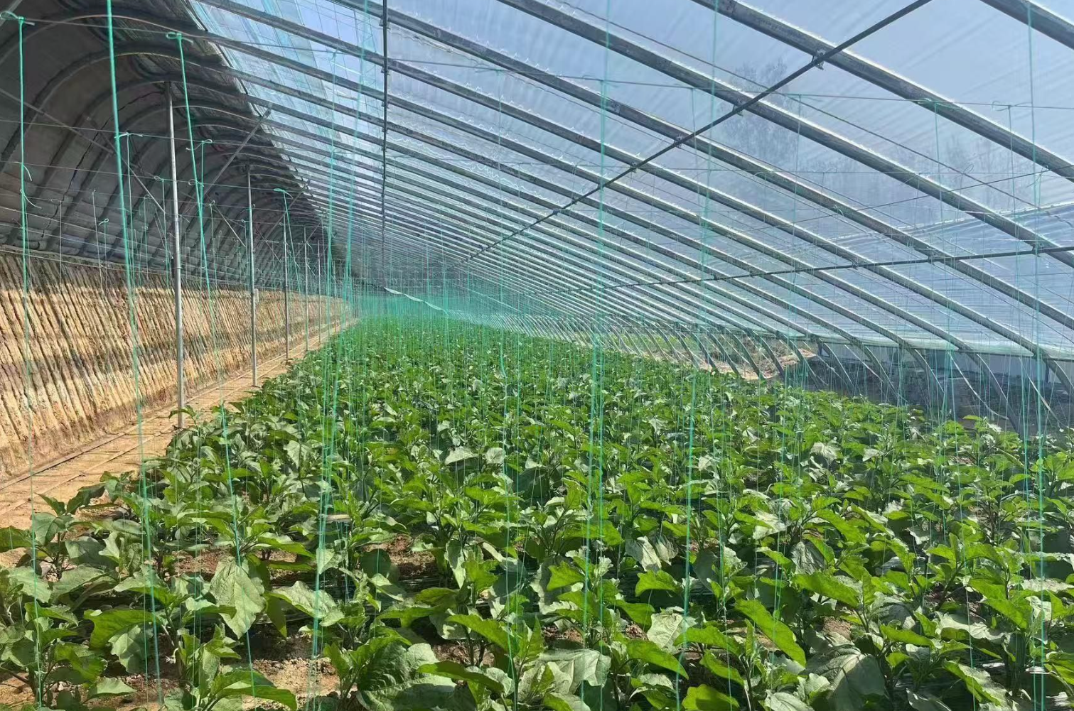 冬天的蔬菜大棚