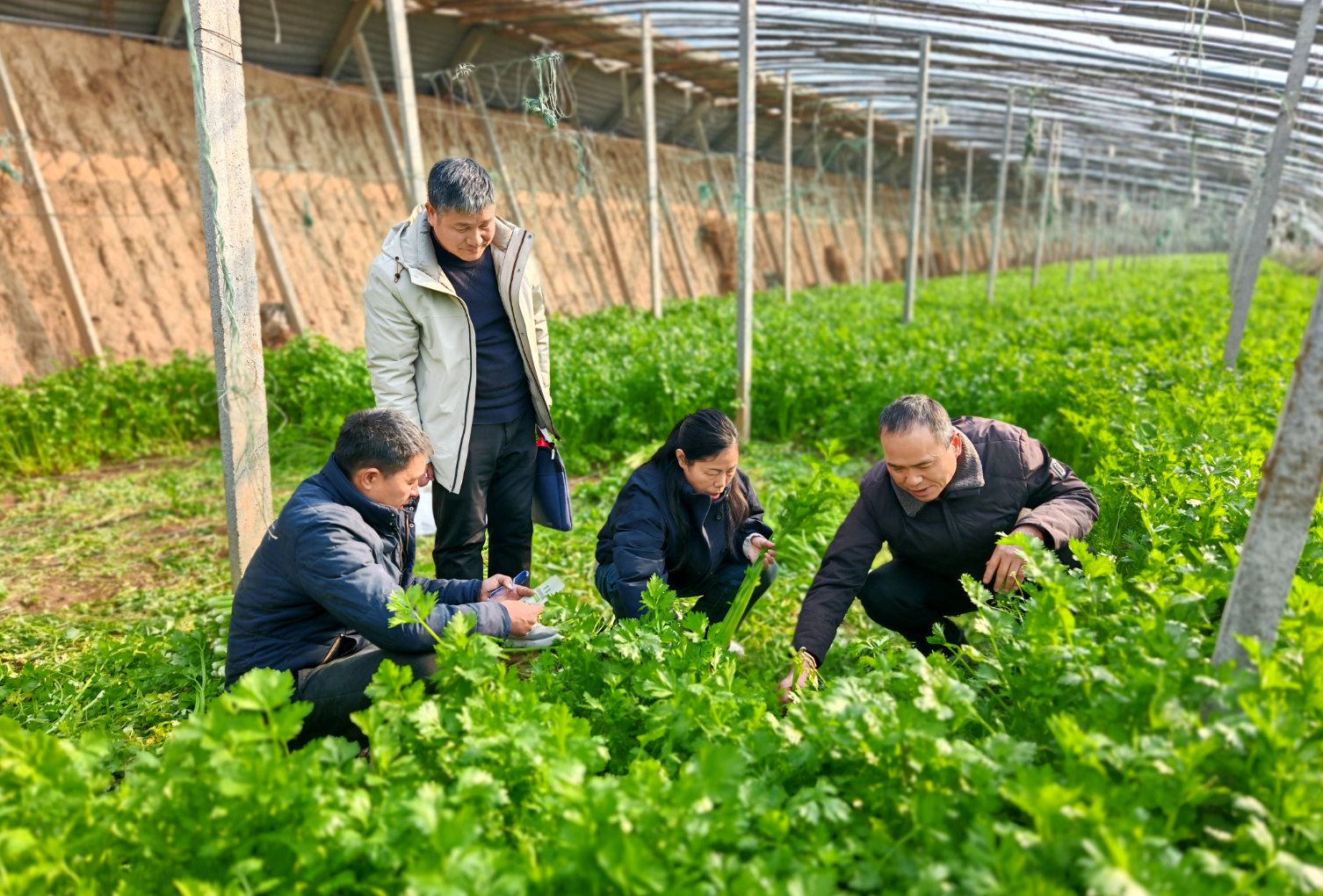 芹菜贮藏保鲜