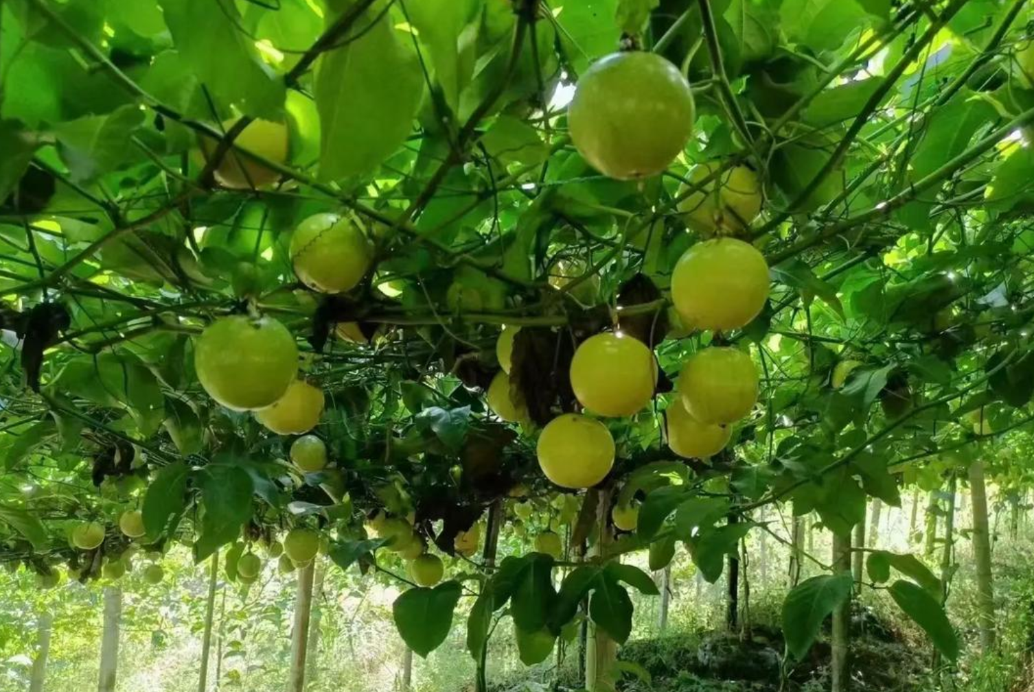 黄金百香果