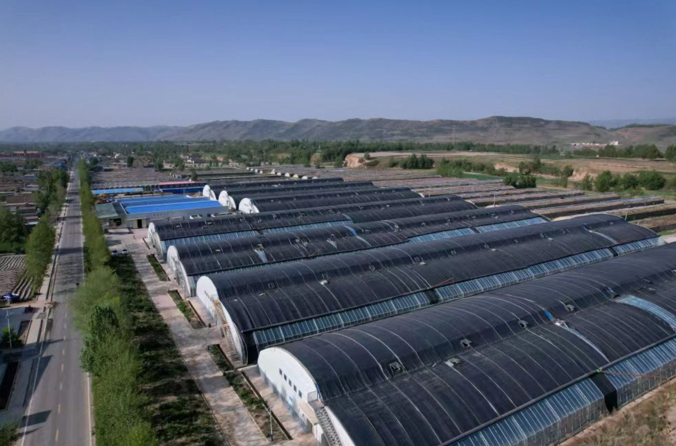 李家山食用菌种植示范园：年产2600吨，带动乡村振兴新路径