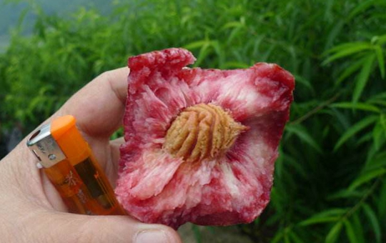 桃农育苗