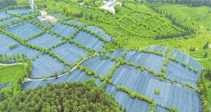 茶田景象