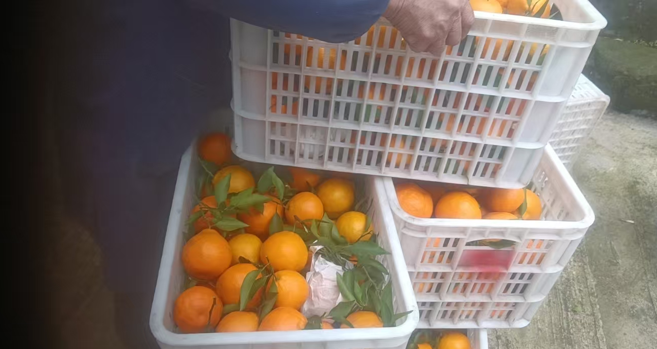 春见收购