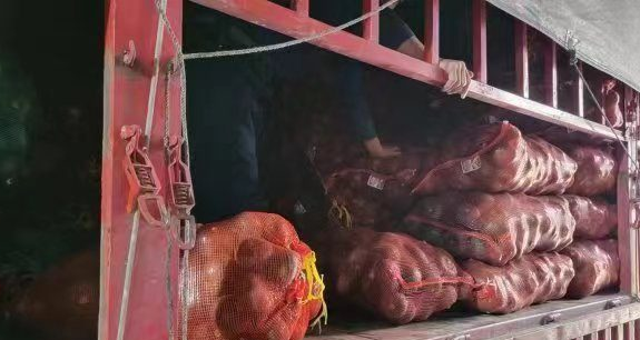 贝贝南瓜
