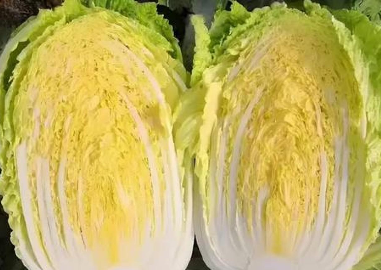 早春白菜苗