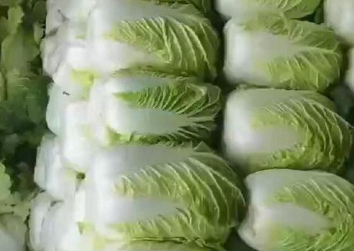 白菜苗定植
