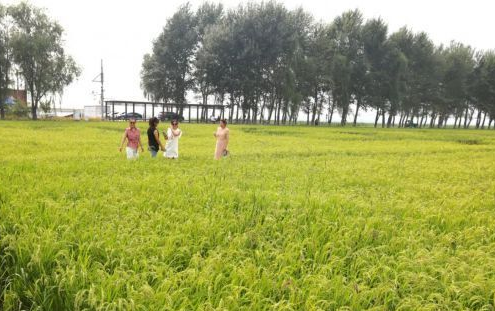 村里小集市