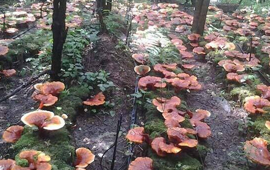灵芝出芝管理
