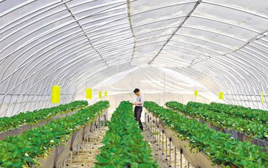 育苗相关图片