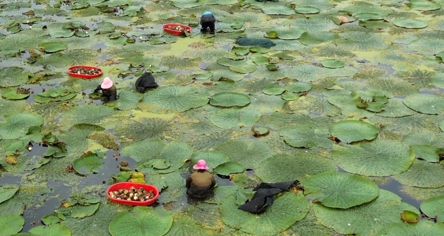 江苏泰州芡实
