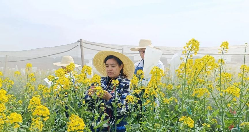 油菜收割