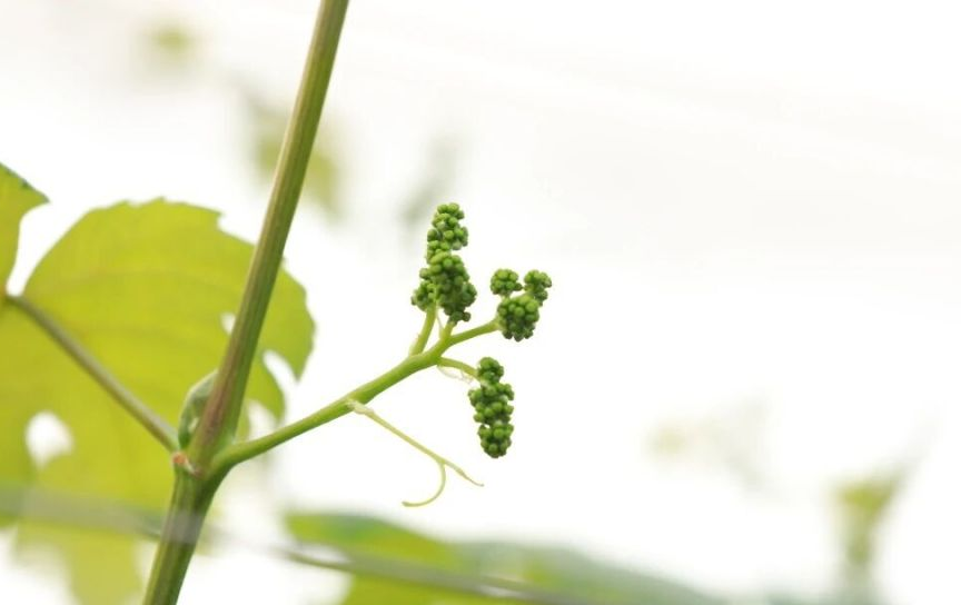 葡萄种植
