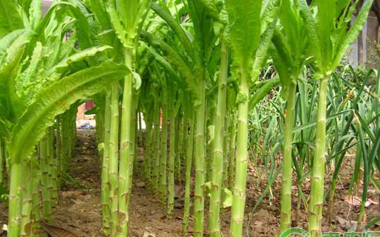 莴苣种植全攻略:最佳播种时间与科学管理方法