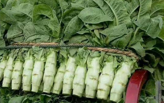 莴苣种植全攻略:最佳播种时间与科学管理方法