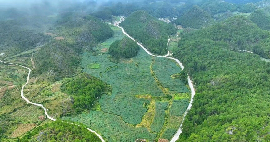 吊瓜种植基地