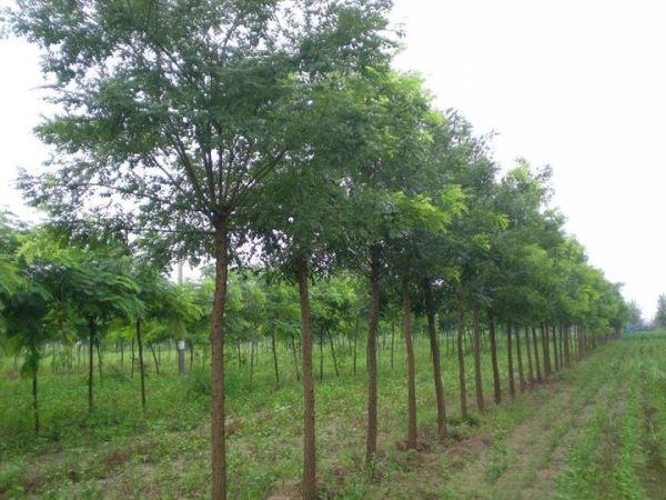 展示20公分国槐在城市绿化带中整齐排列的场景，树干笔直，树冠茂密