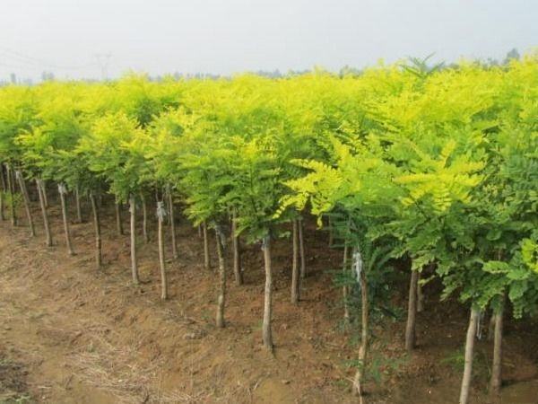 展示园林工人对20公分国槐进行修剪和维护的现场，背景为城市绿化区域