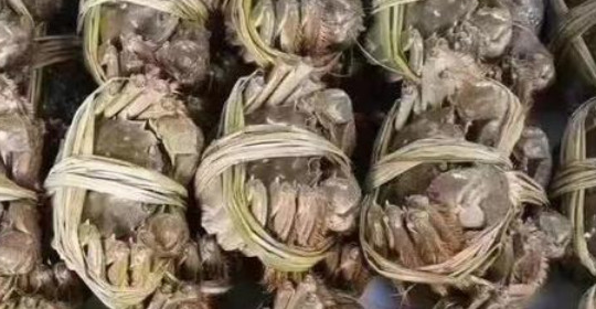 螃蟹图片