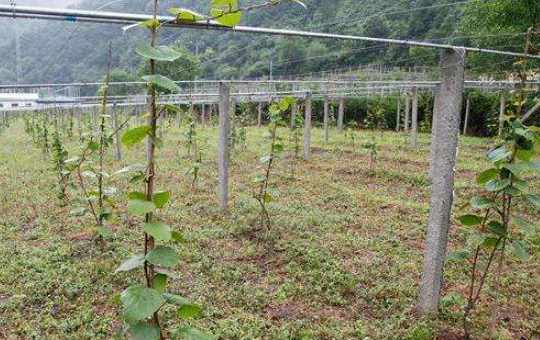 果树防风屏障