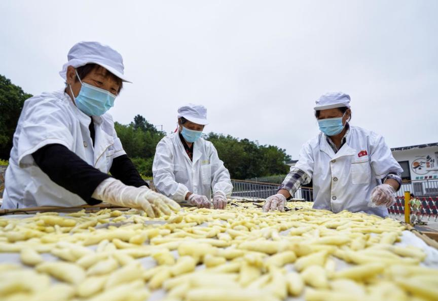 铜陵白姜收购