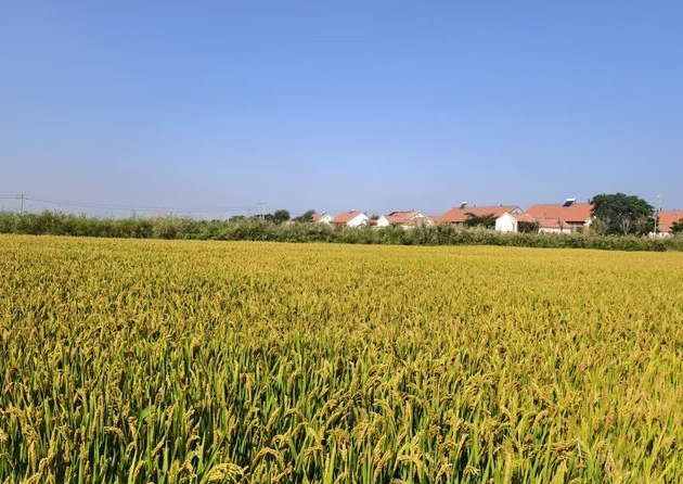 盐碱地稻田