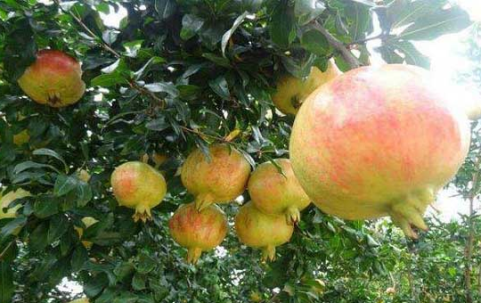 从枝头到舌尖：石榴跨季保鲜的乡村实战手册