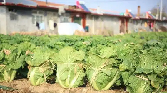 霜降前10天“扎头”大白菜，亩产多卖800元的秘密