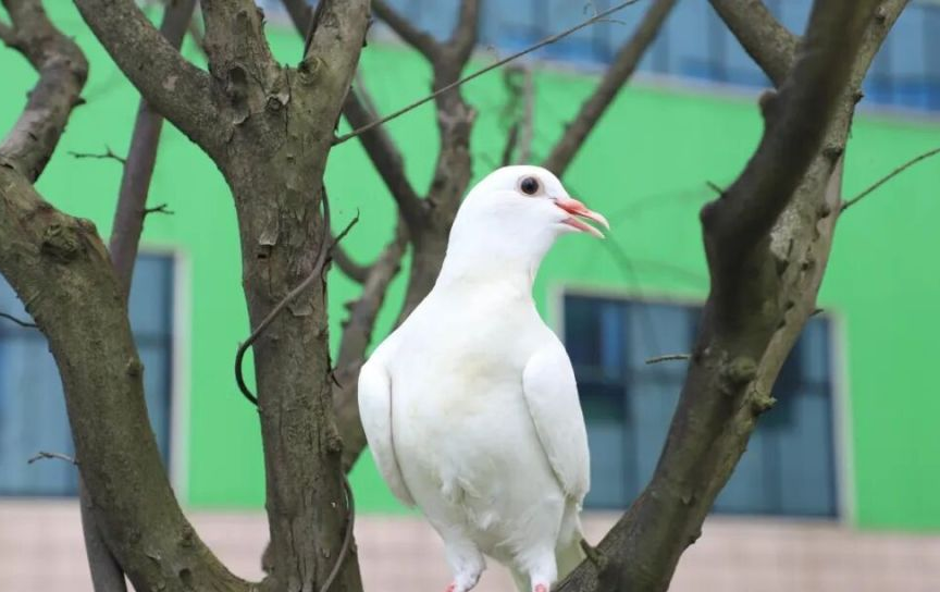 岳阳王鸽 “233” 模式精髓：精准匹配小农户能力 村集体养鸽月净利 6 万