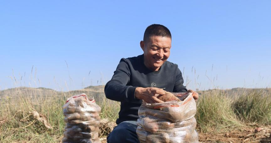 从湟中看高原“土豆链”：一粒薯种如何撬动3.6亿元大产业