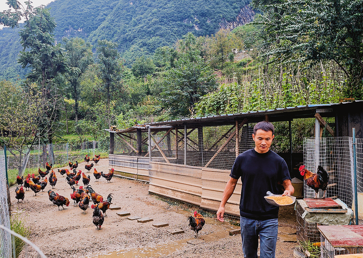 镇安县锚定特色农业大县：聚焦 6 大重点产业打造全产业链助乡村振兴