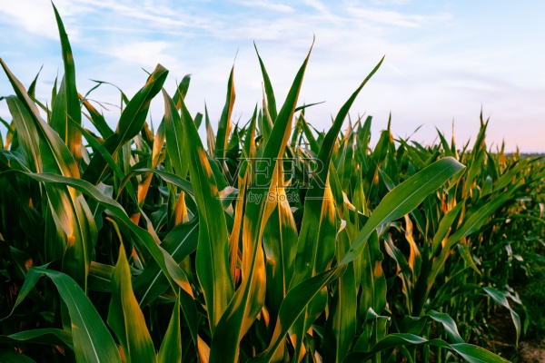 玉米叶面肥怎么选？如何选择玉米叶面肥？