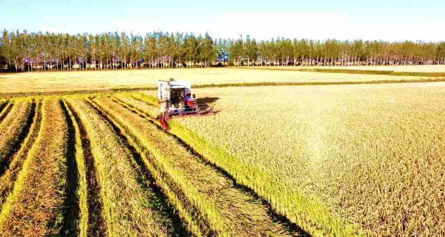 黑土地上的订单革命：黑龙江138万亩定制农业如何改写农民账本