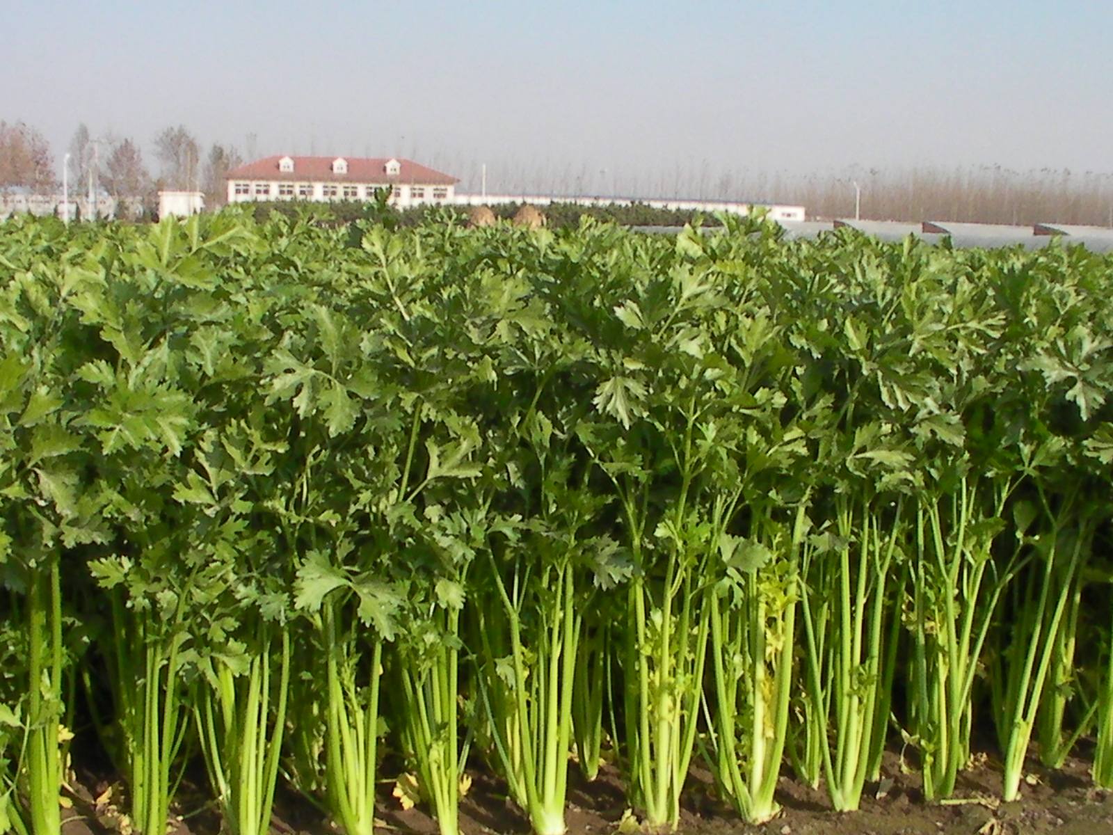 八月份能种芹菜吗？因地制宜才能有好收成