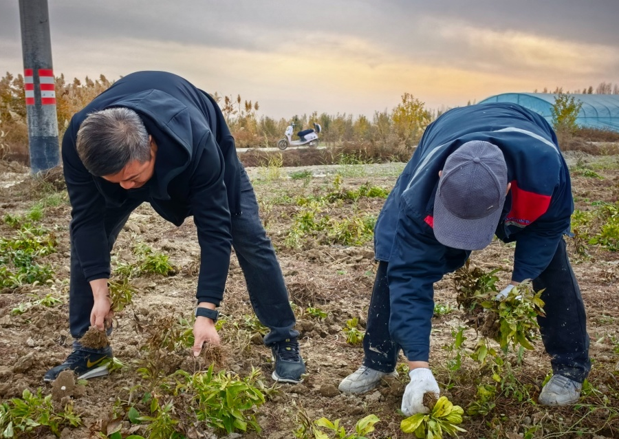 白术亩产破万：兵团职工张健15亩试验田的致富账本与扩种路线图