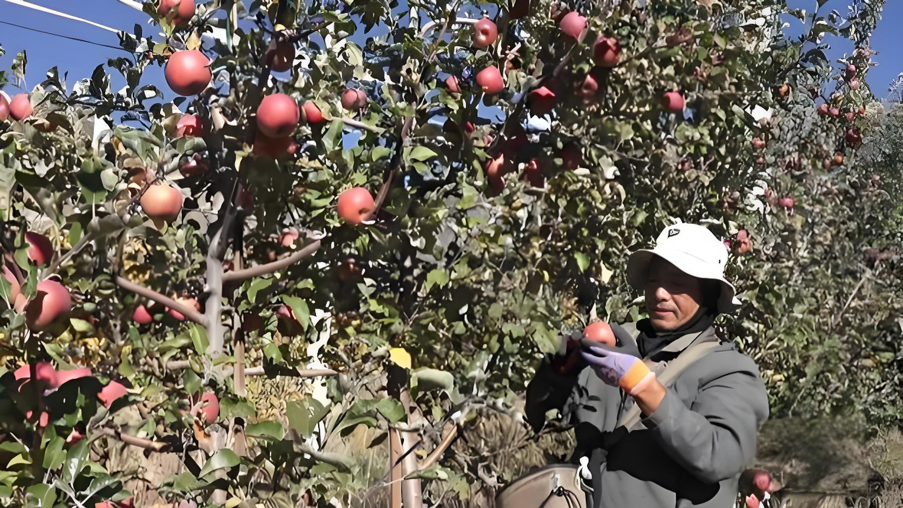 西藏戈壁滩结出“致富果”，农牧民在家门口实现增收