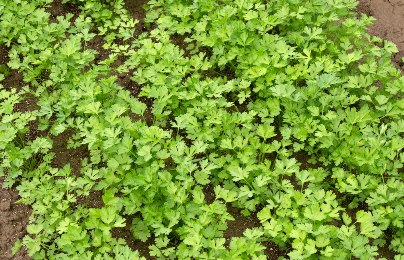 如何种植香芹