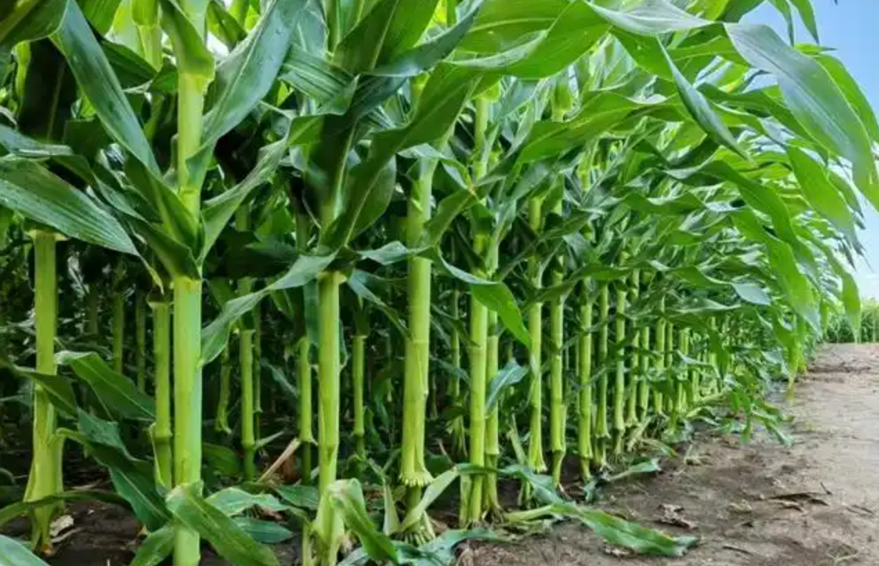 玉米密植高产技术是否适合丘陵地区?