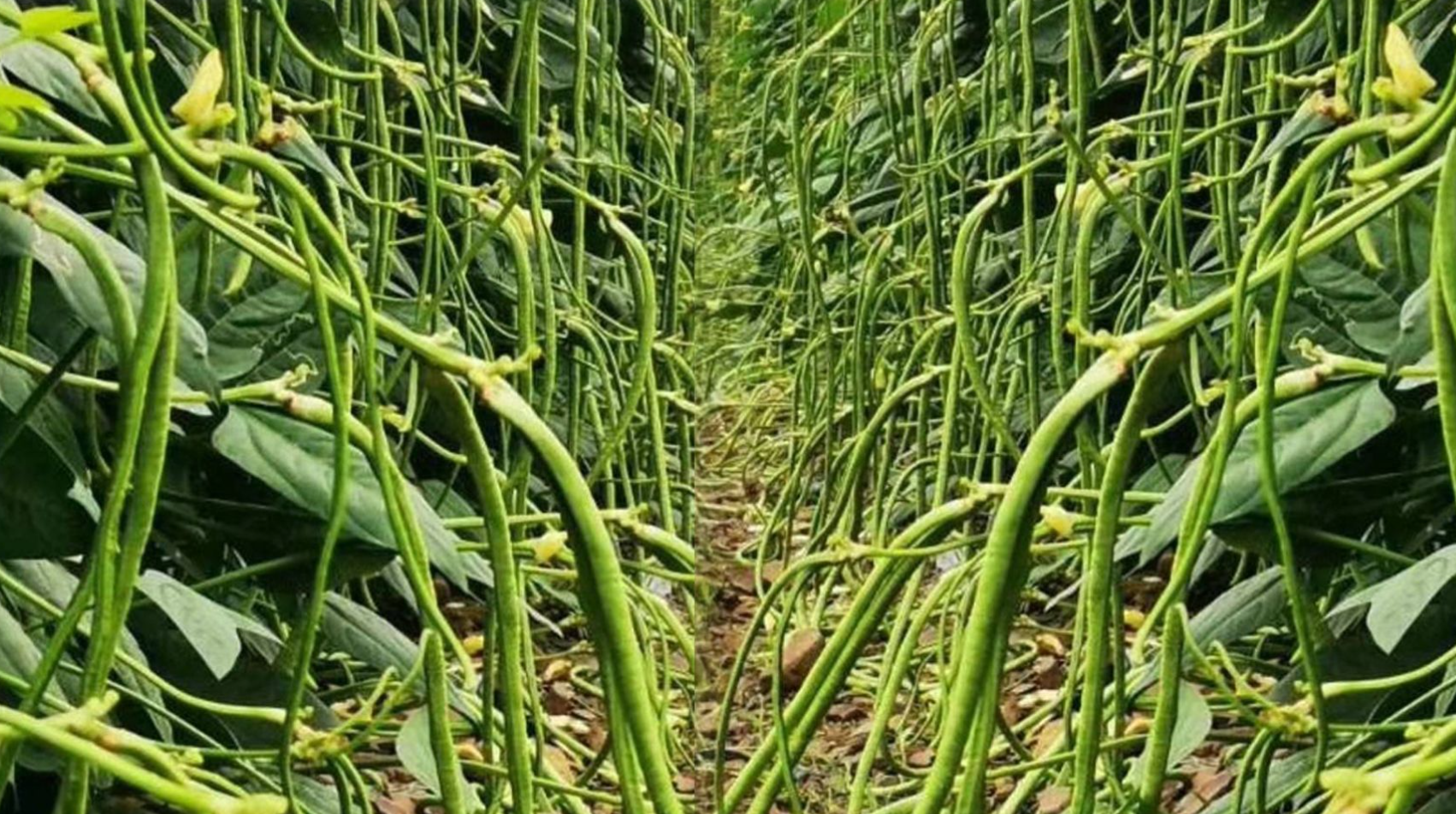 豆角种植