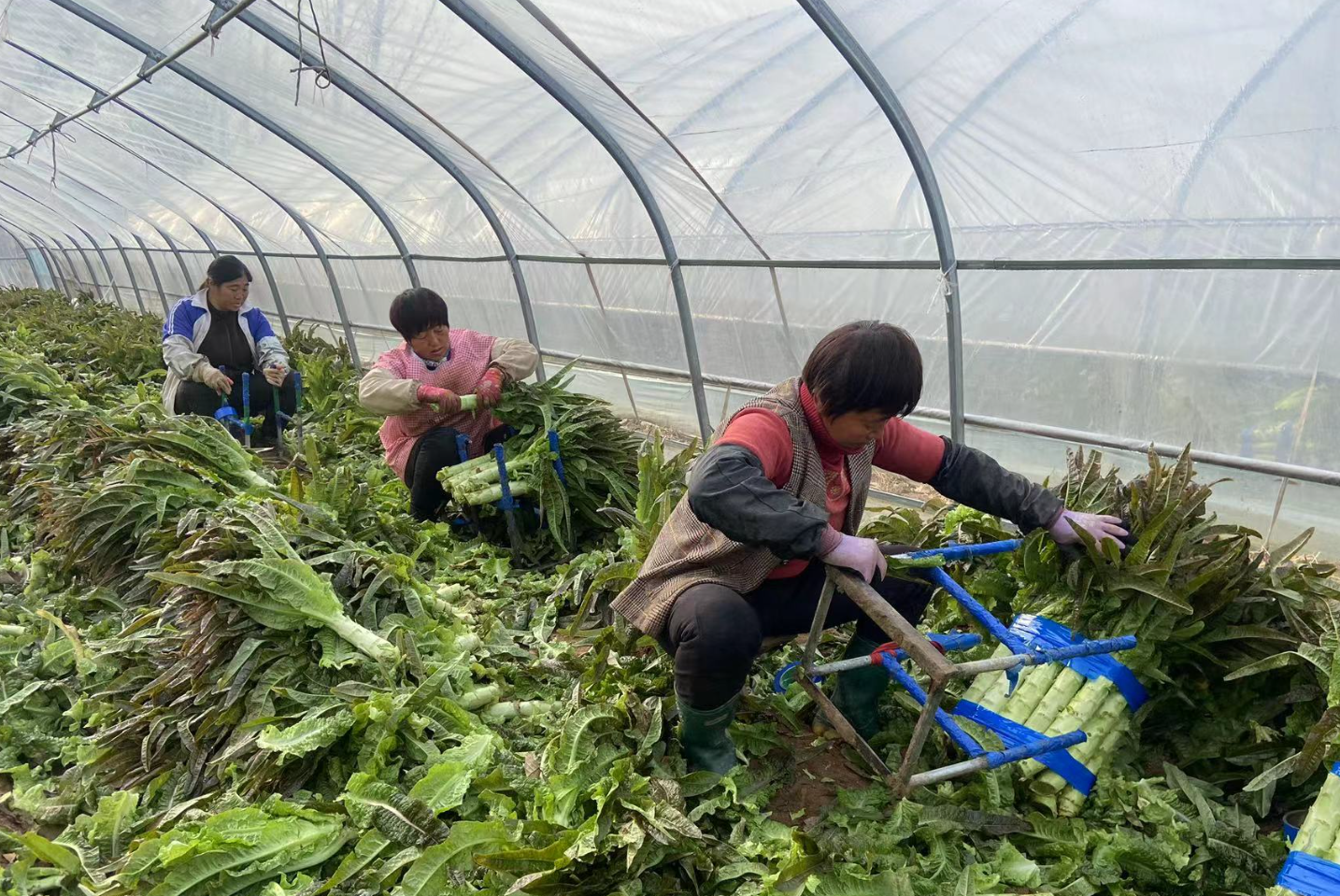 收获莴苣
