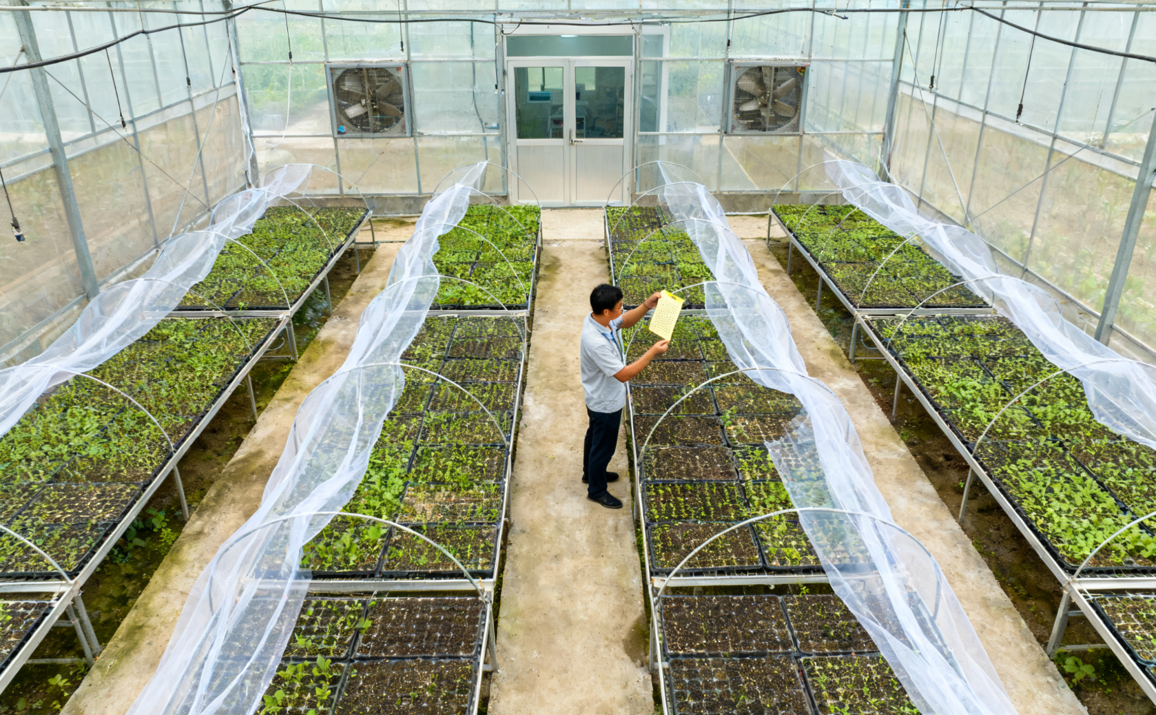 防虫网隔离育苗床与诱虫板虫情检查