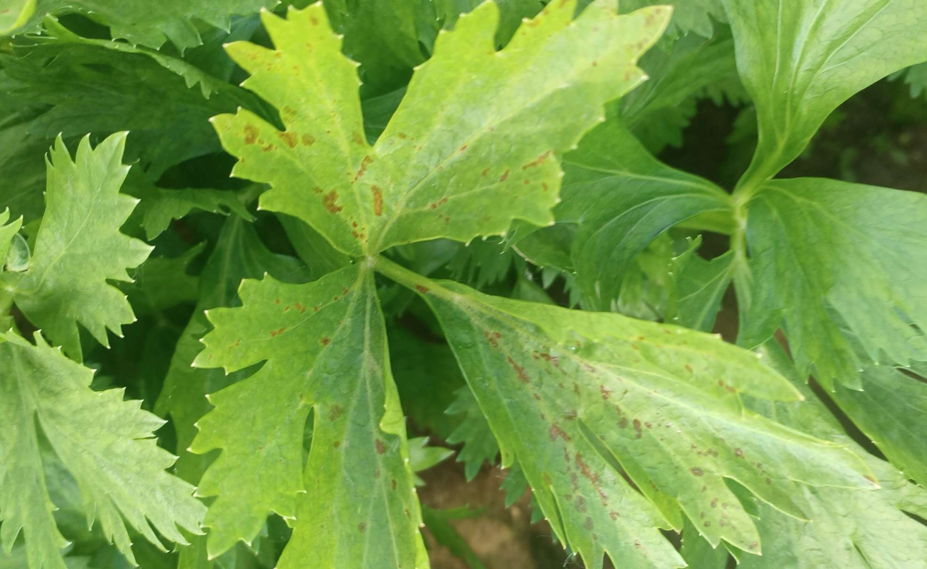 芹菜斑枯病、叶斑病的发病规律和防治要点是什么?